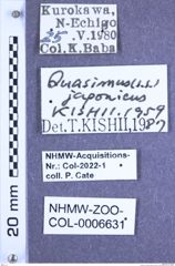 Etiketten zu Quasimus japonicus (Kishii, 1959) (NHMW-ZOO-COL-0006631)